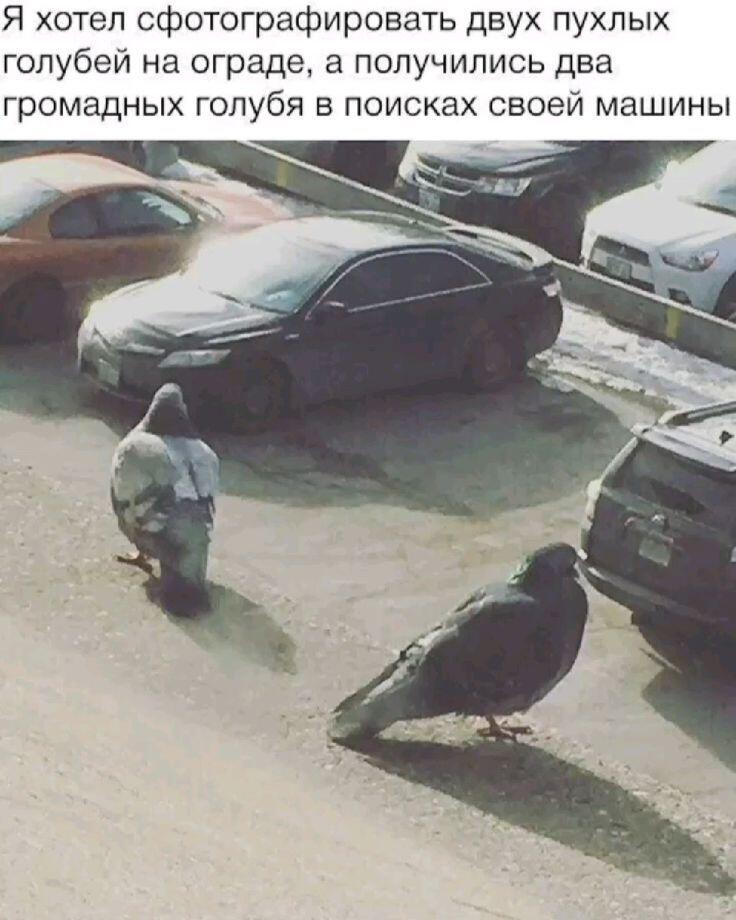 -курлык, курлык?! -курлык, курлык.