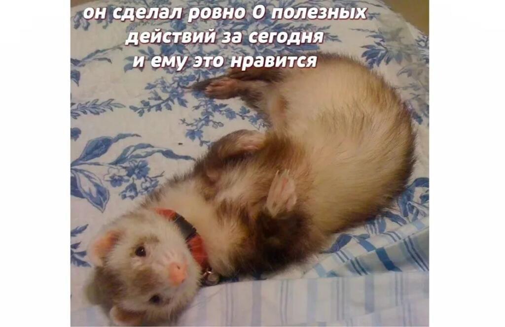 Рыжий кот держит лапами лицо человека и спрашивает, где его Наташенька (3 из 10)