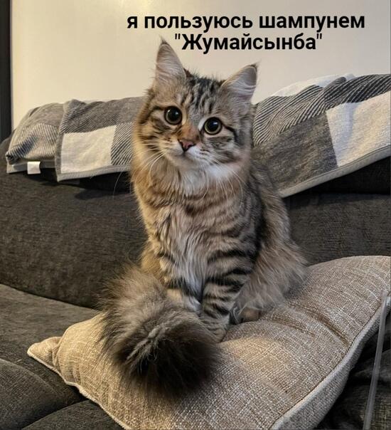 В чём секрет хвоста Бориса?