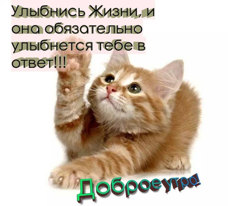 Рыжий полосатый котенок поднимает лапу вверх и смотрит в камеру, надпись: Улыбнись Жизни, и она обязательно улыбнется тебе в ответ!!! Доброе утро!