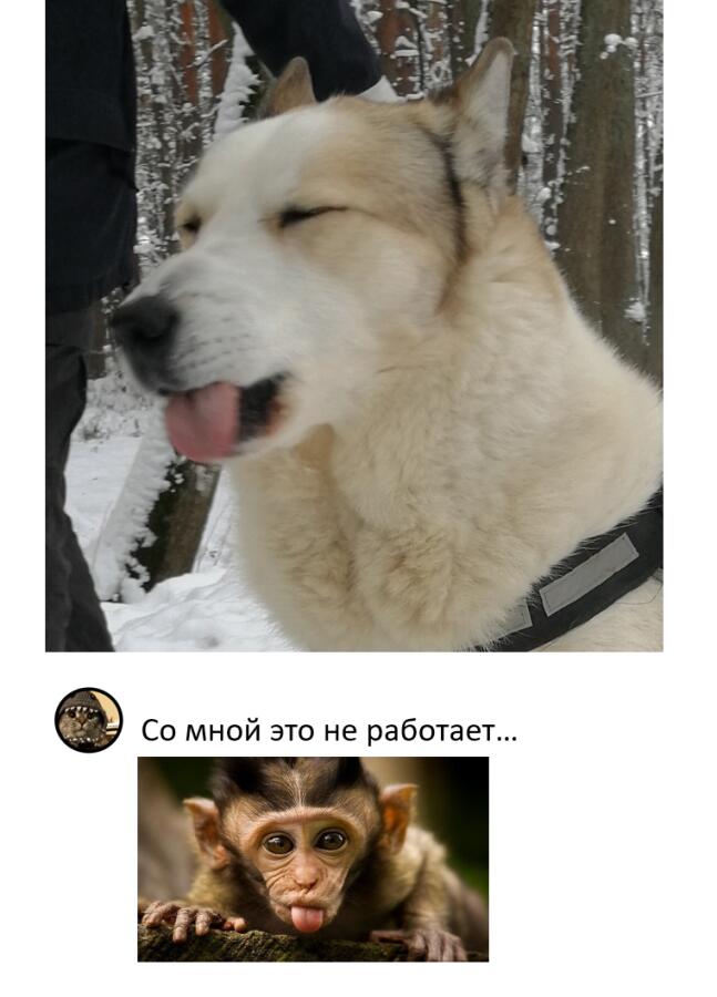 Если незнаете, какую гримасу селать на фото, то посмотрите на эту собаню. Она не старалась, но получилось...ПРЕКРАСНО🤌