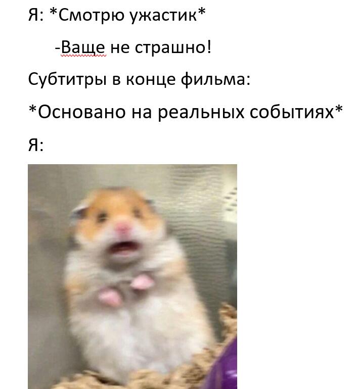 Мем мой, у нас когда-то тоже был хомяк.