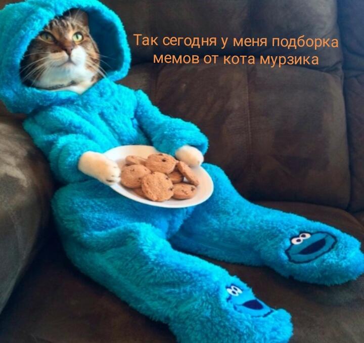 Мой кот когда меня нет дома