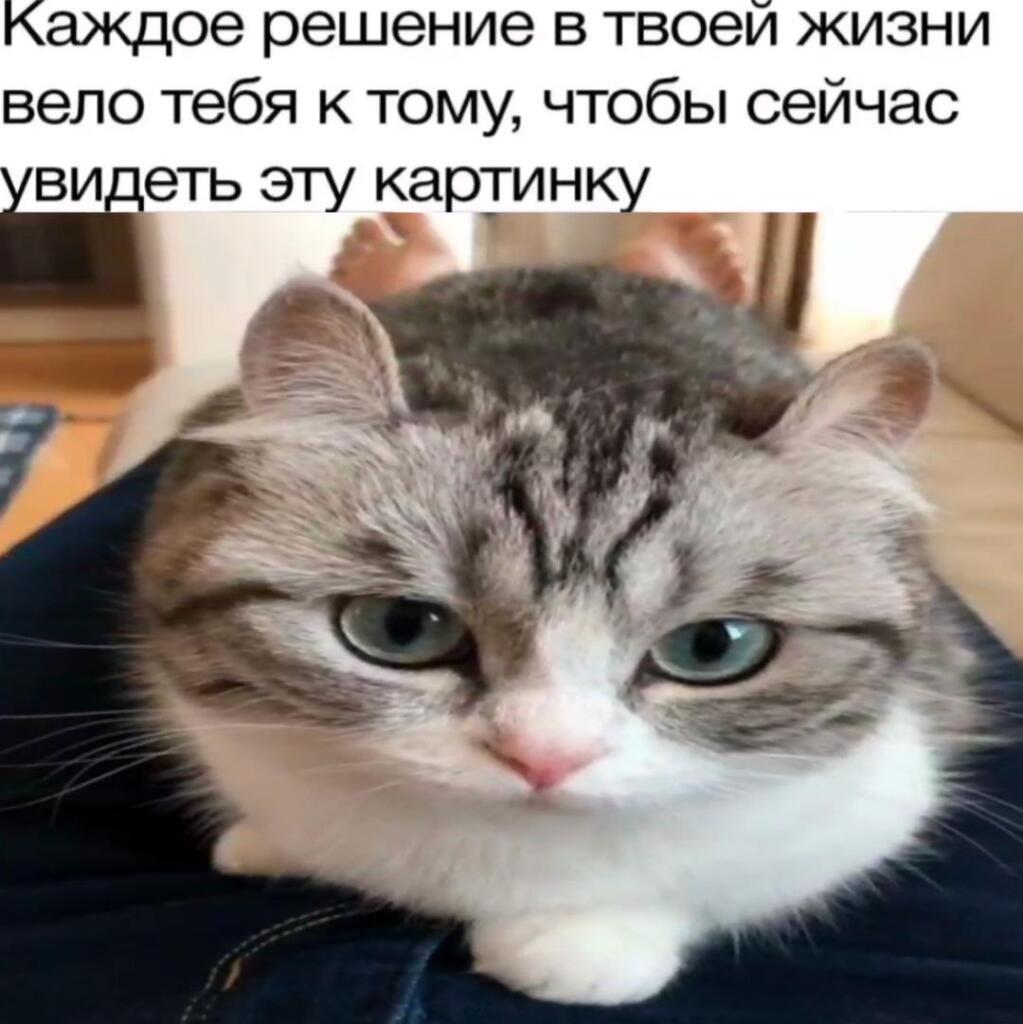 Мем от Graf1n69🔧