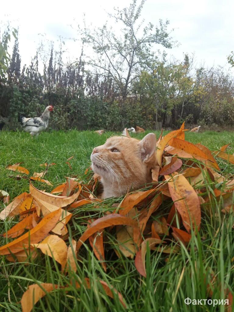 Наш кот