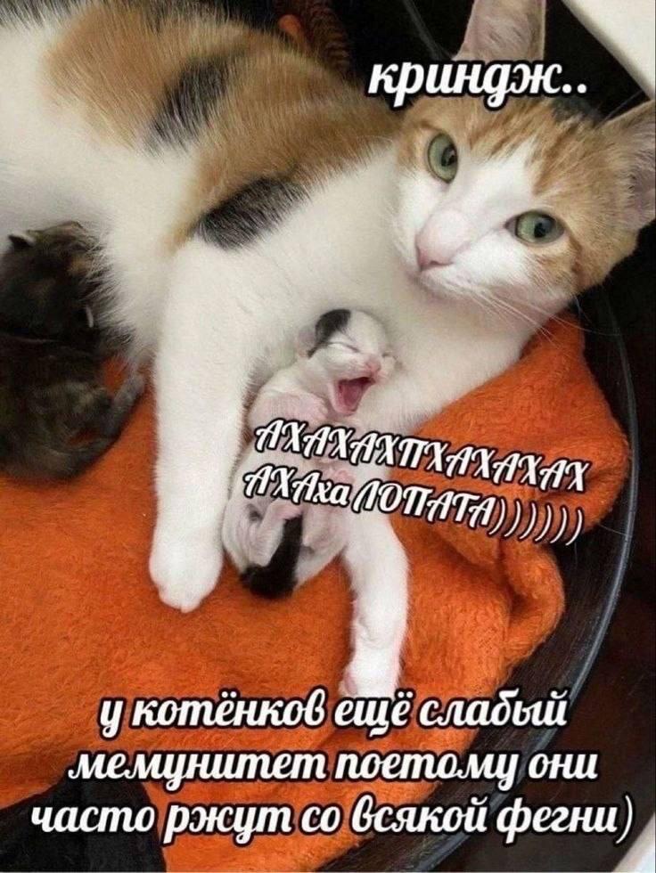 Мем от Ivan14