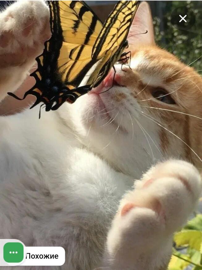 -Ой что это 
-Это бабочка котик
-вааау