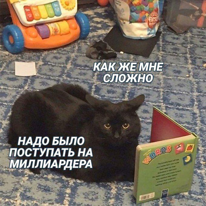 Черный кот сидит на полу рядом с книгой и детскими игрушками, грустно смотрит в камеру. Надписи: Как же мне сложно, надо было поступать на миллиардера