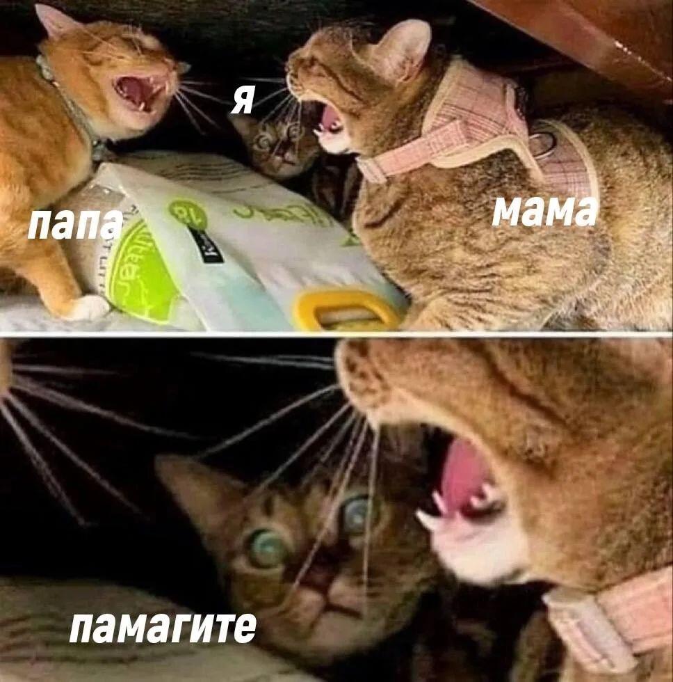 Три кота смотрят друг на друга с открытыми ртами, надписи: я, папа, мама, памалите