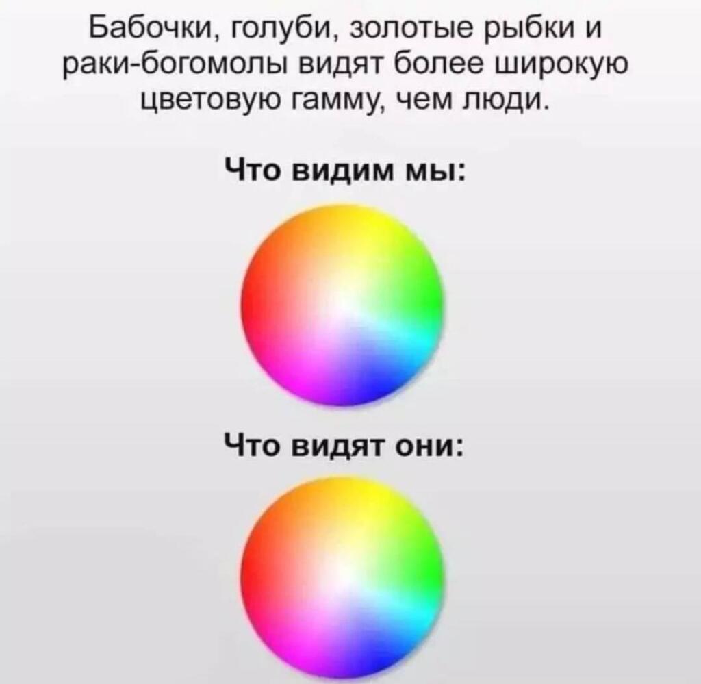 Мем от St_Egor