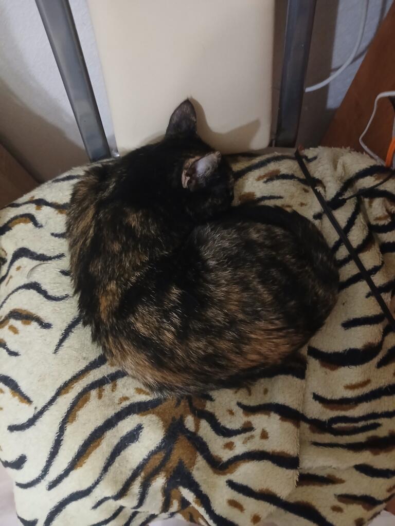 это просто моё кощька❤️