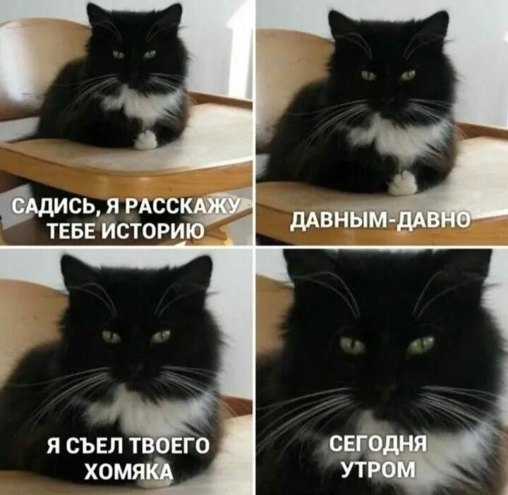 Мем из четырёх картинок с чёрно-белым котом, который рассказывает, что съел хомяка