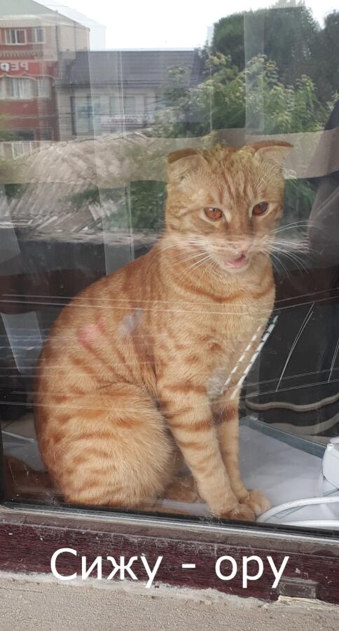 Мем без подписи