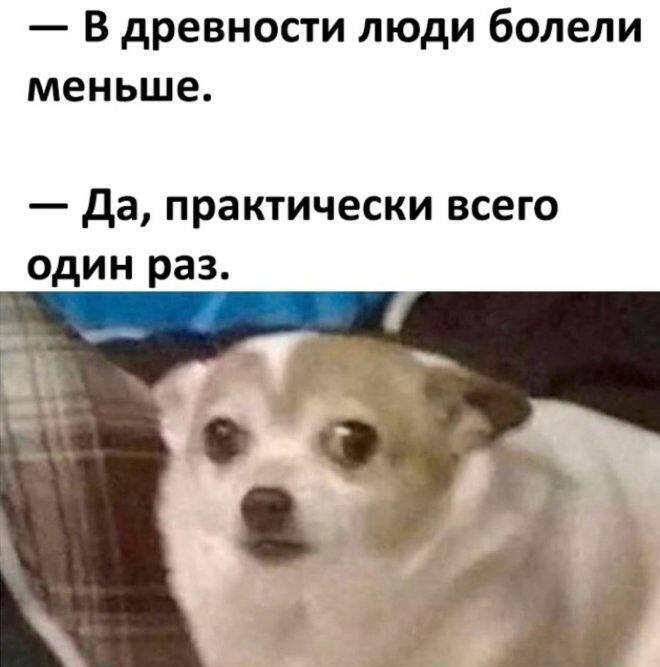 Собака с удивленным лицом смотрит в камеру, вверху текст про болезни в древности