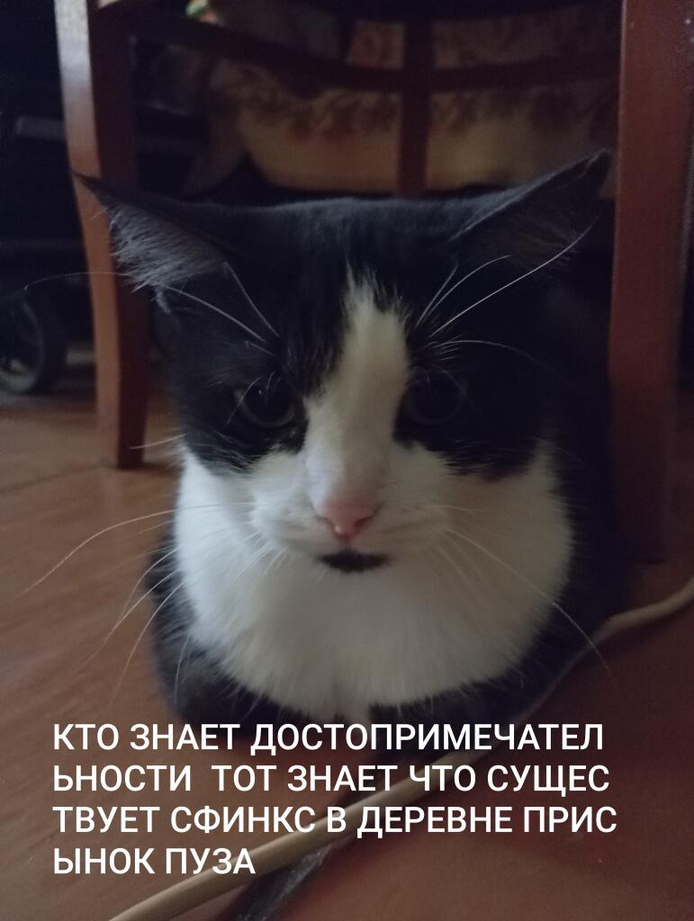 На фото черно-белый кот с серьезным выражением морды, наложен текст про сфинкса в деревне