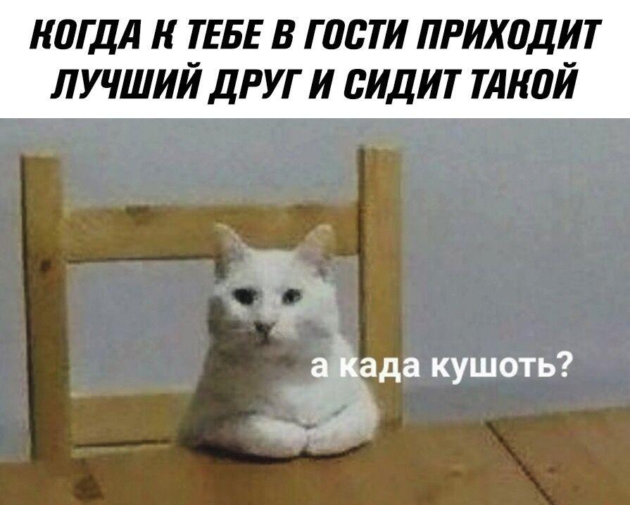 человики жрат несити