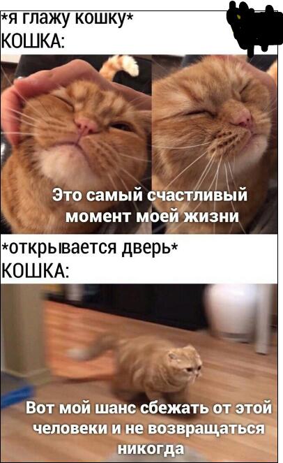 кот блин
