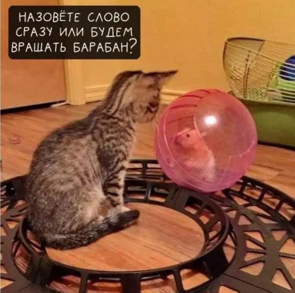 Кот сидит на вращающемся подносе, а напротив него хомяк в розовом беговом колесе. Надпись: "Назовёте слово сразу или будем вращать барабан?