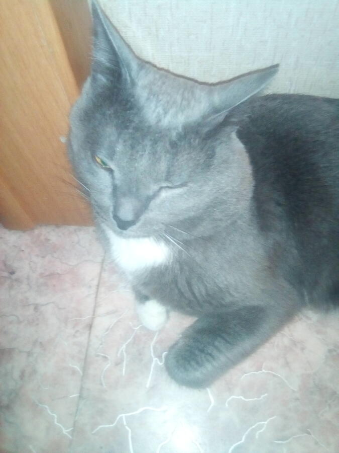 Это мой котик его зовут Гадя
