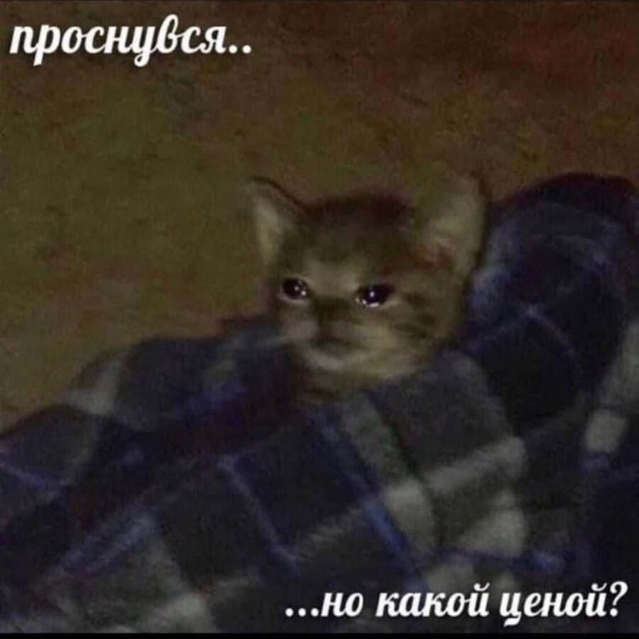 И так каждое утро...