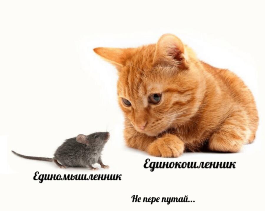 Мем от egor555yey