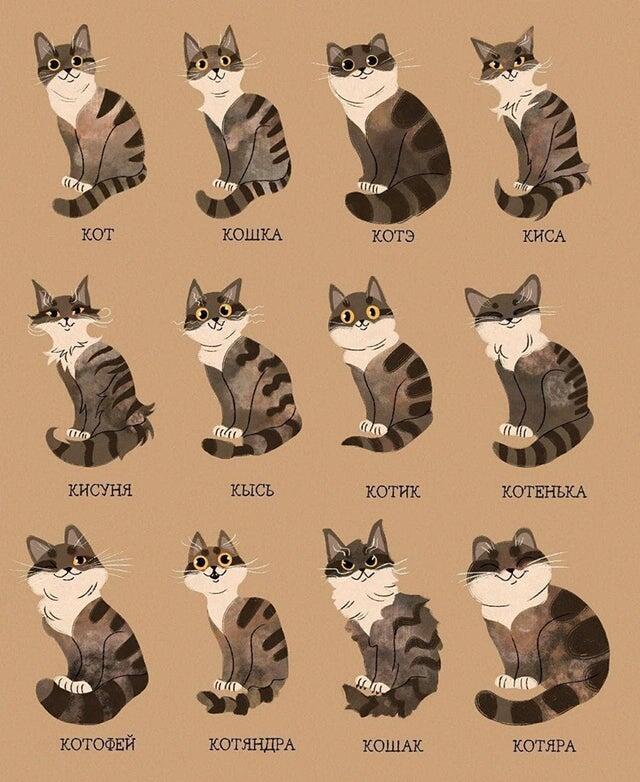 Разновидности котиков!