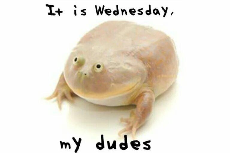 It is wednesday my dudes 🐸