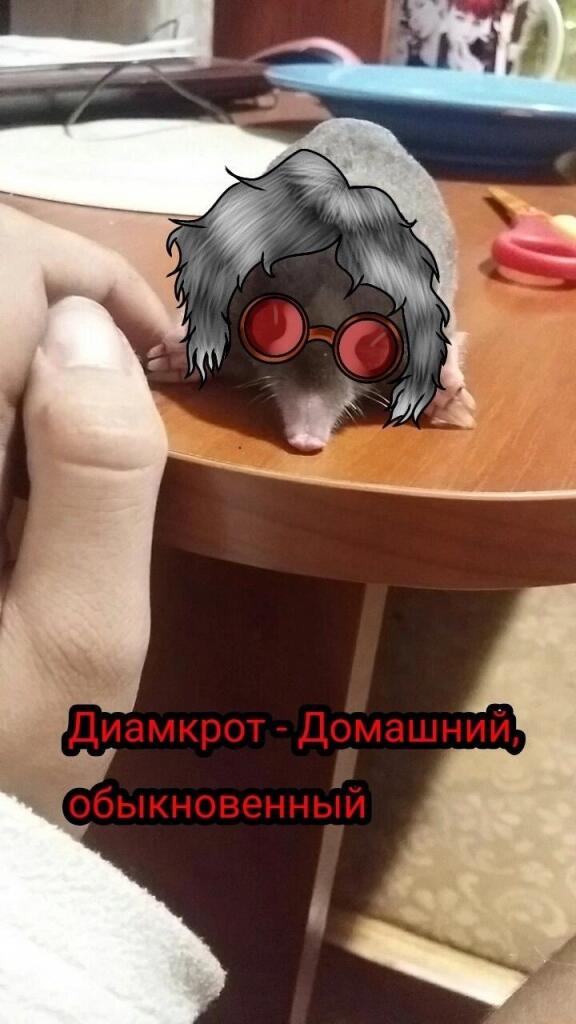 Ути какой милый❤️