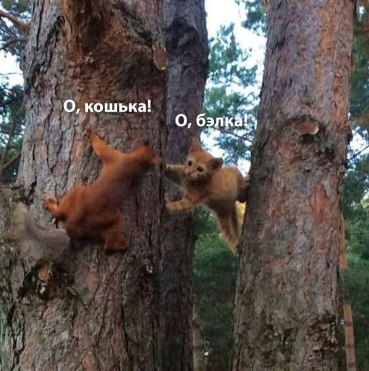 О, мем!