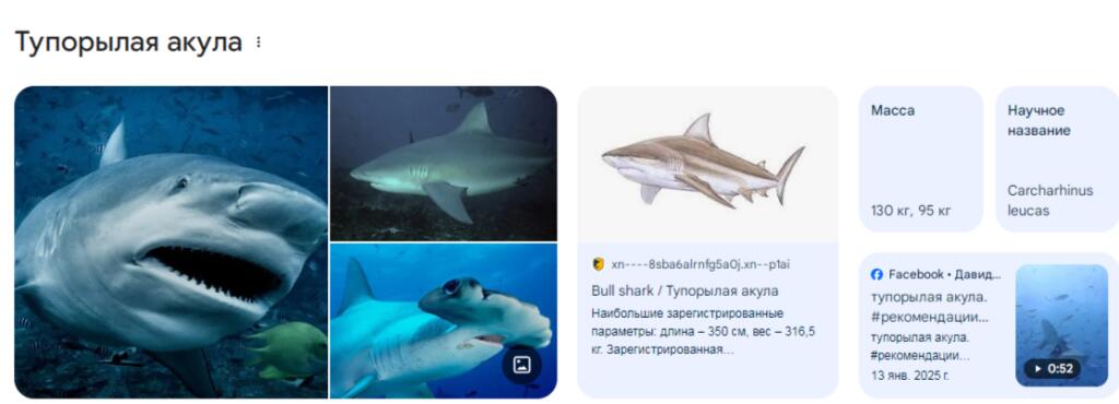 Моё тотемное животное.