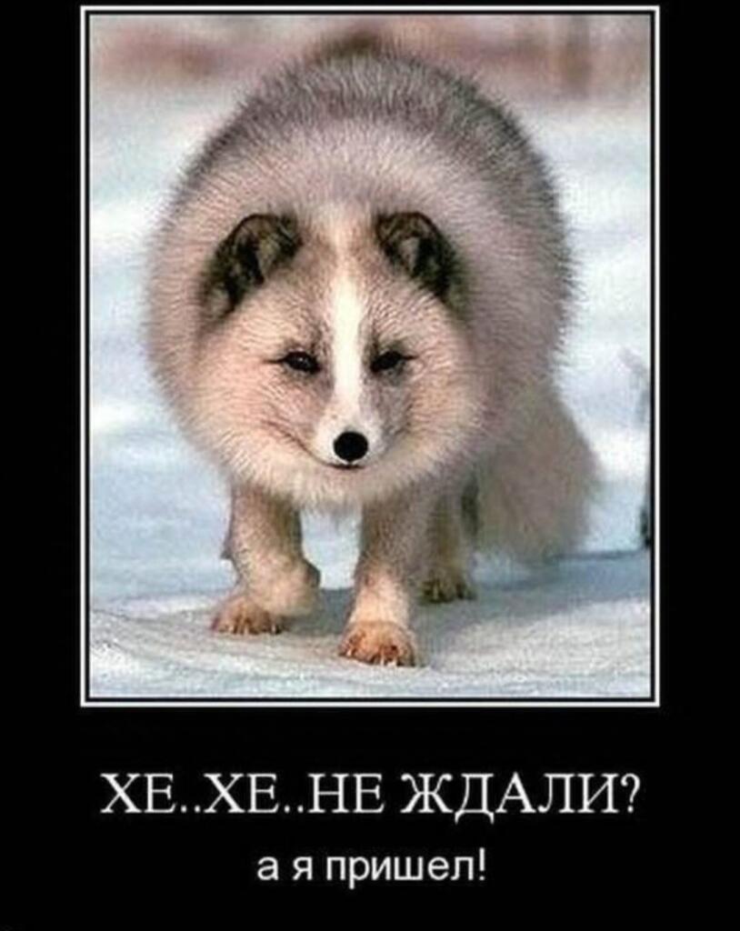 Димас не бей
