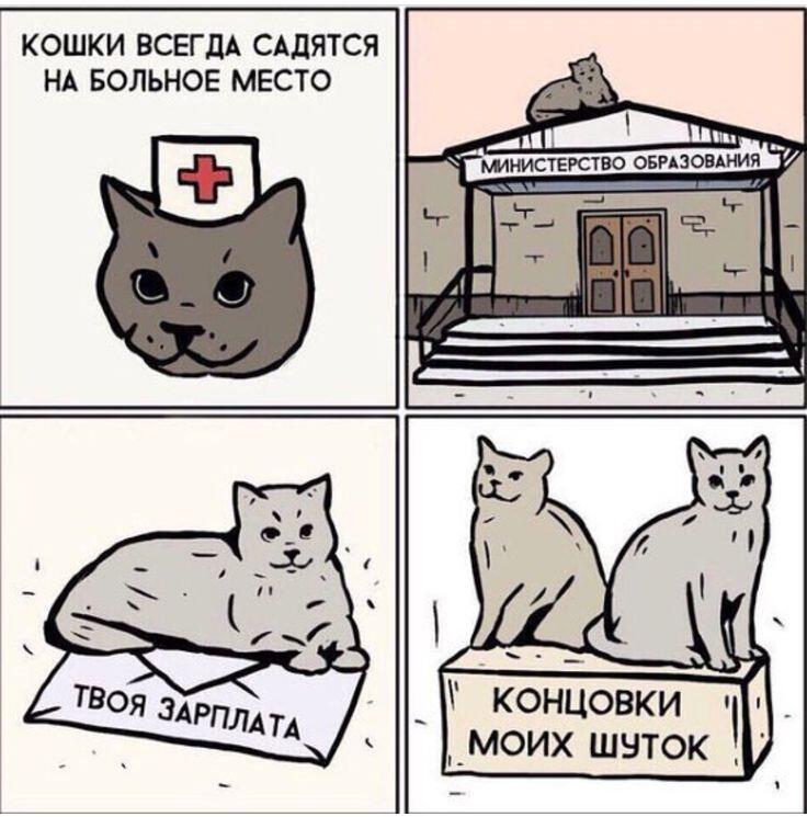 Кошки плохово не скажут