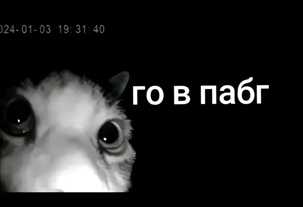 Ну хоть одну катку