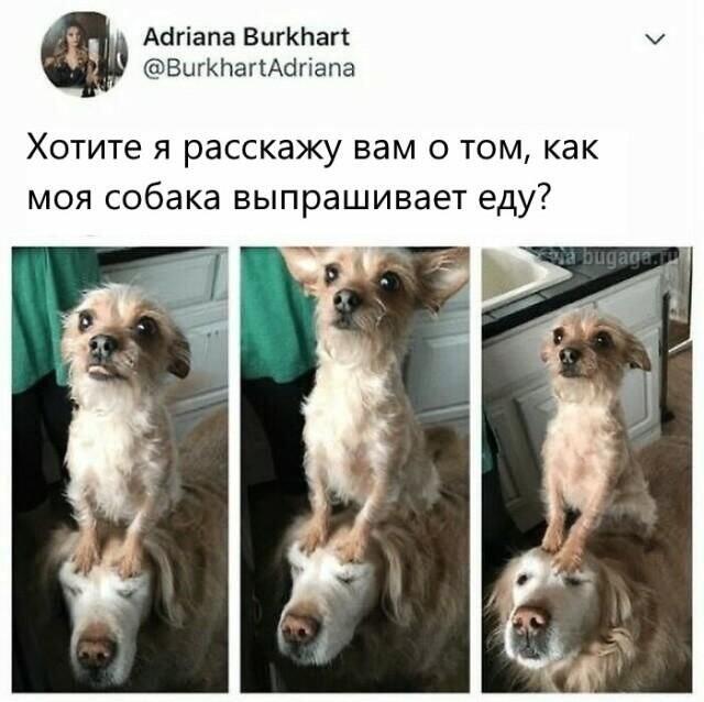 царь горы