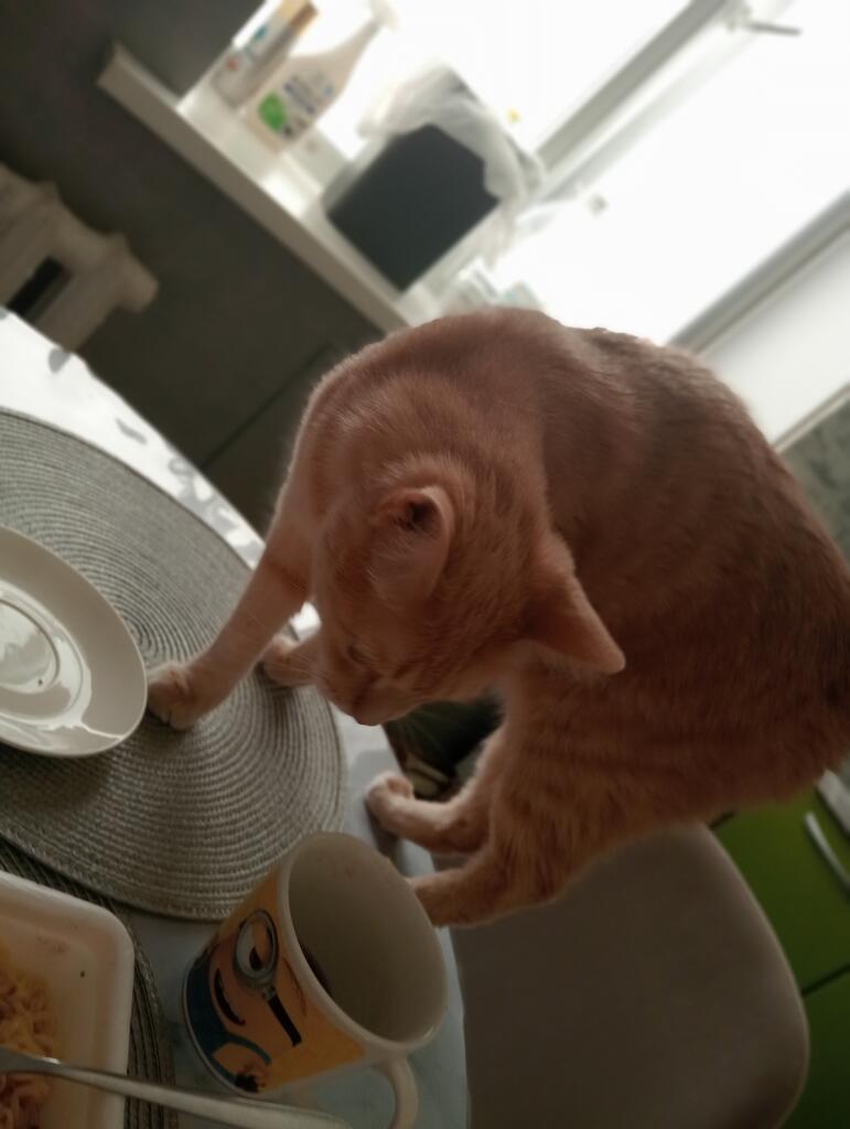 Корма мне быра