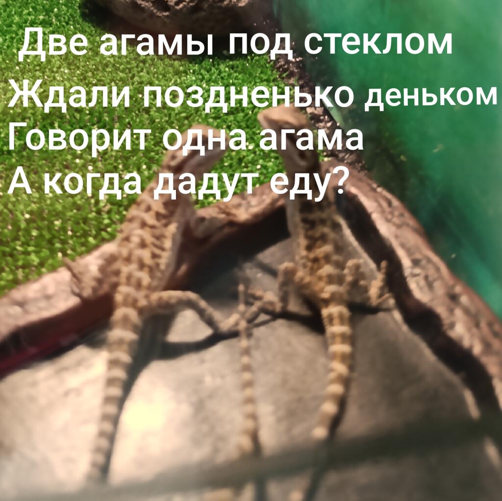 Мем от Debilka