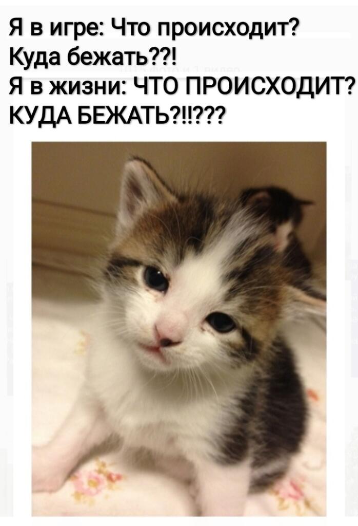 Мем без подписи