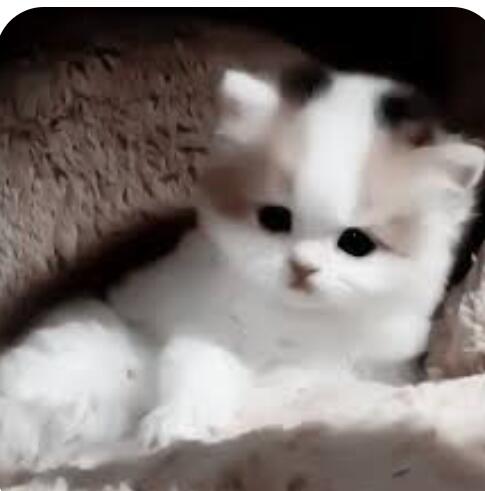Милый котик кто за то что он очень милый на лайк ❤️