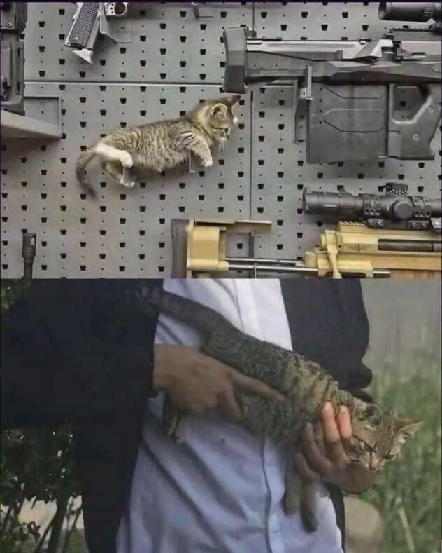 Коты на связи!