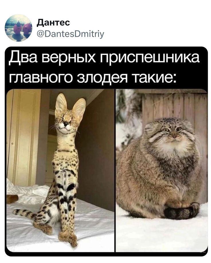 Мем без подписи