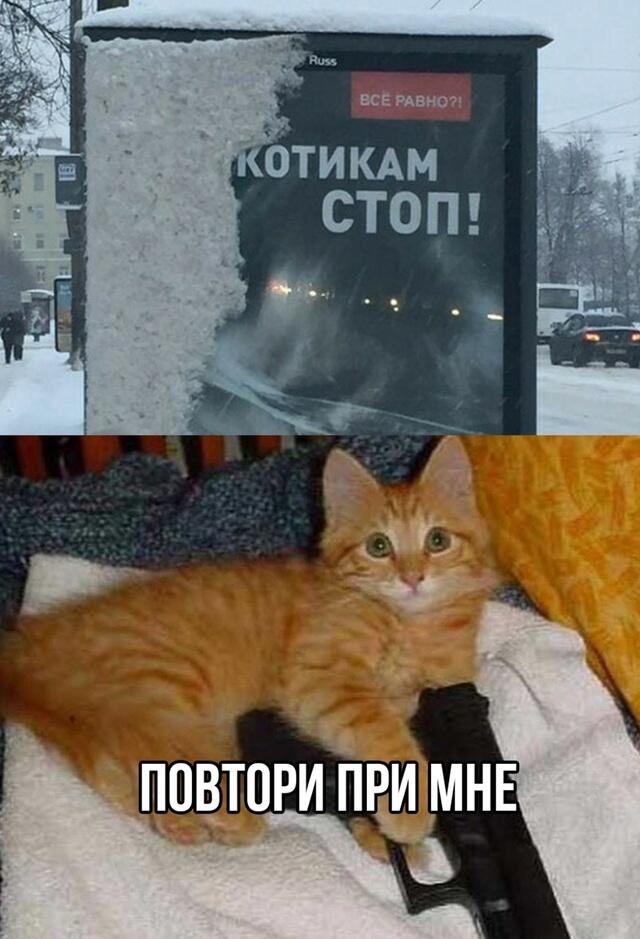 Жаль котика