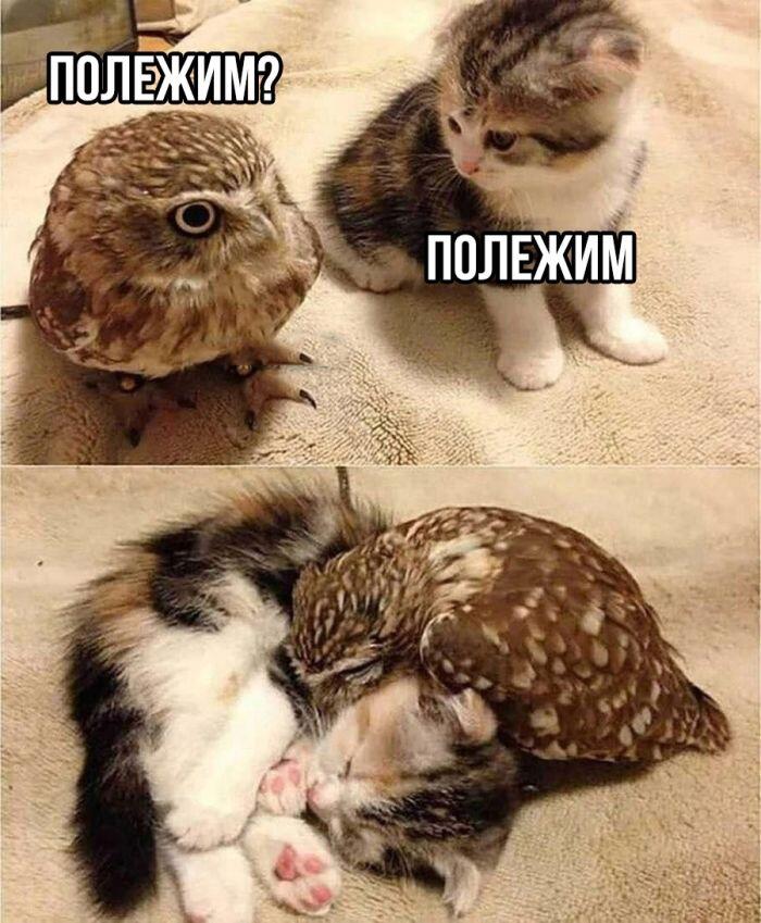 Мем от Фантоккио Великий 2.0