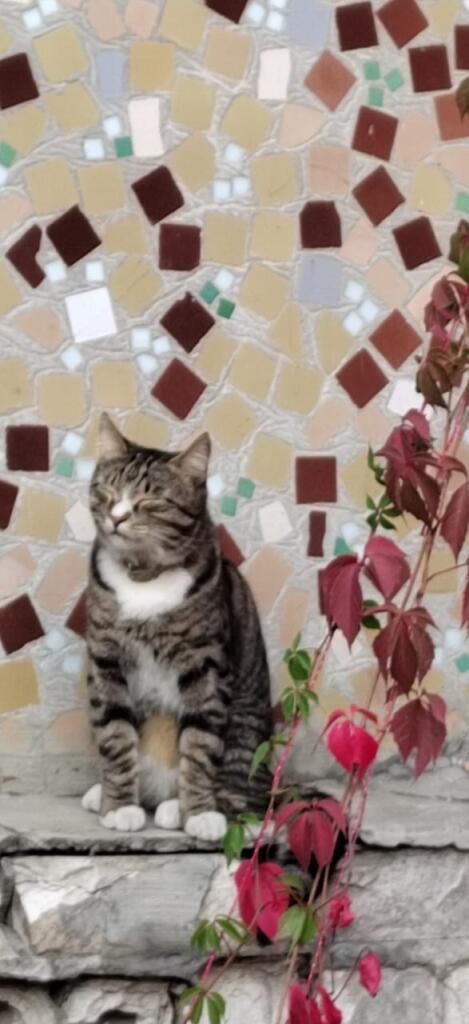 Посмотрите какой милый🥰(это мой кот если что)