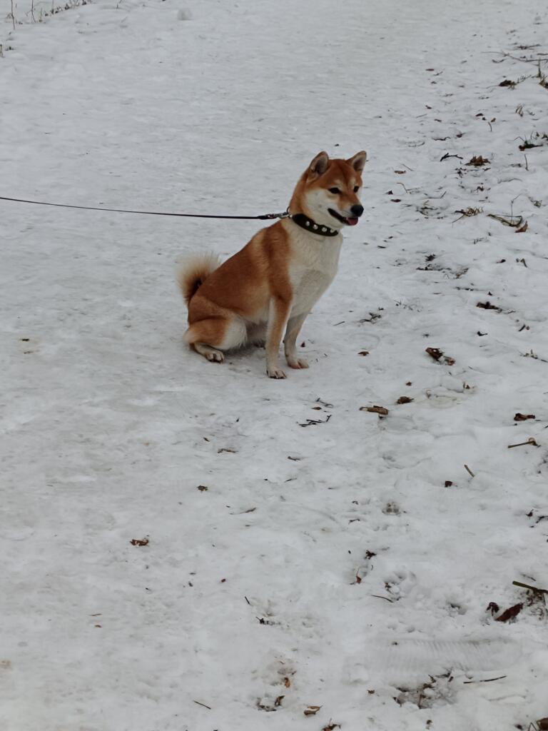Доге