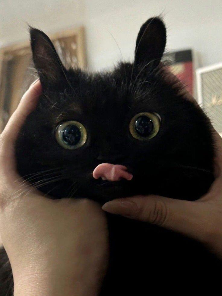 милашку вам в ленту! :3