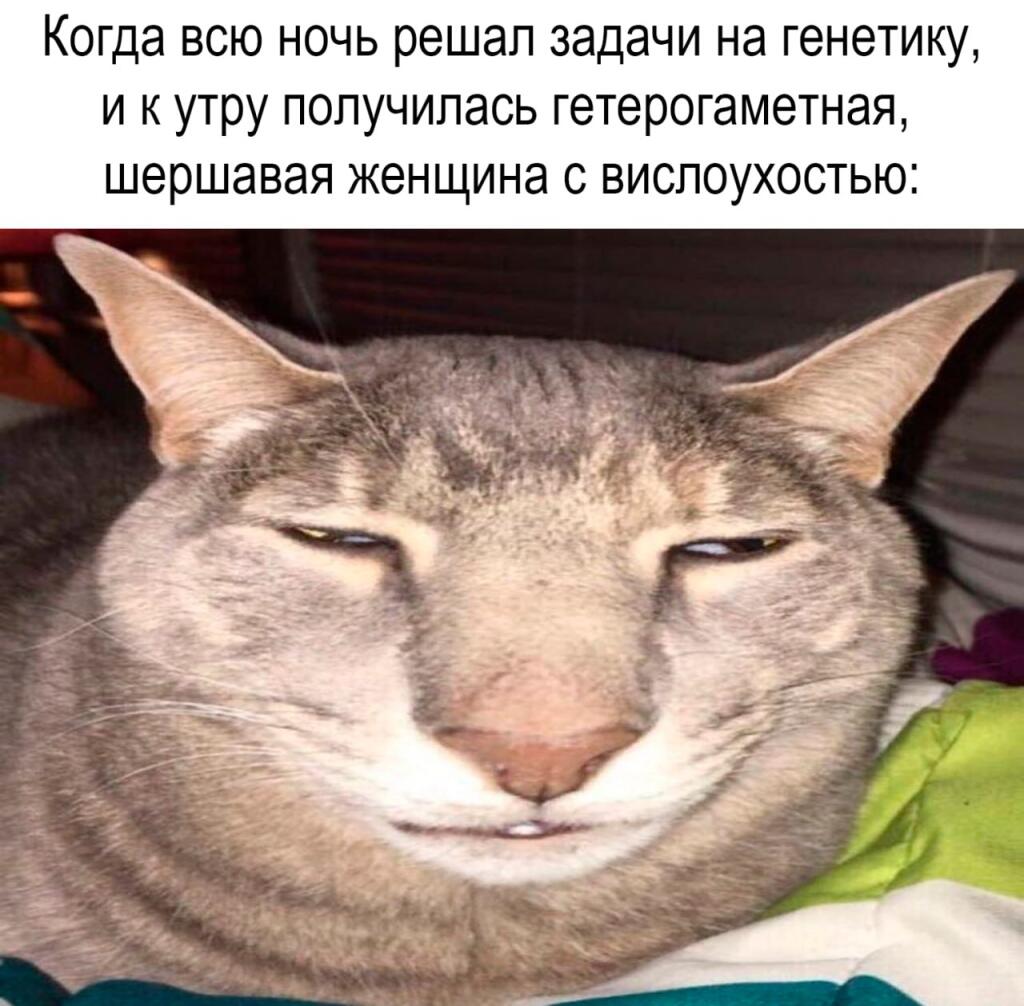 Мем без подписи
