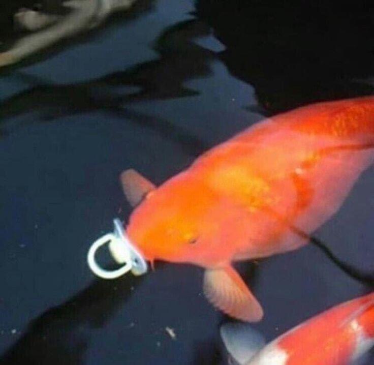 беби fish