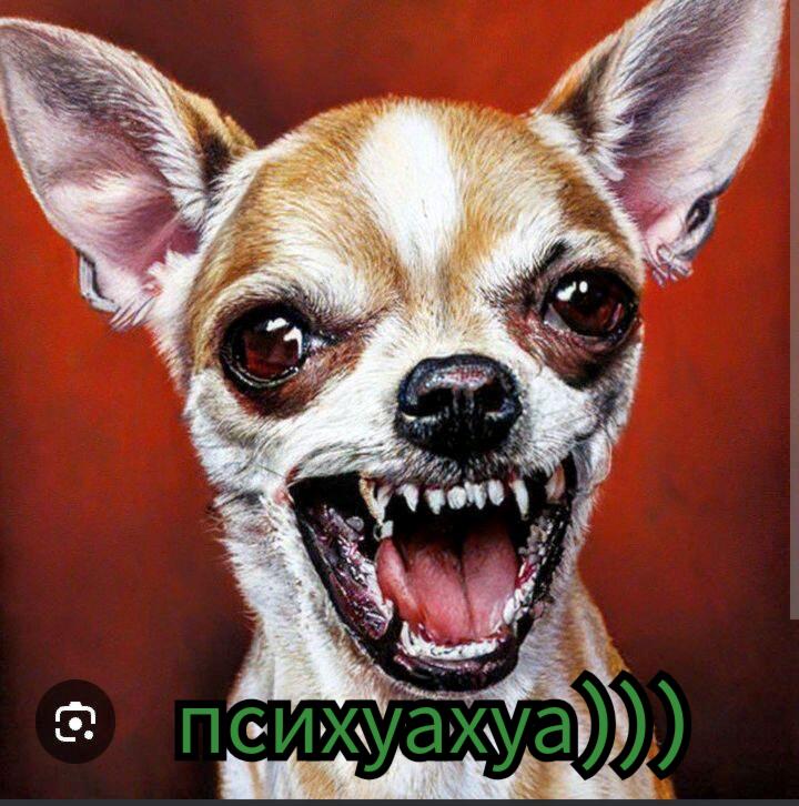 Психуахуа