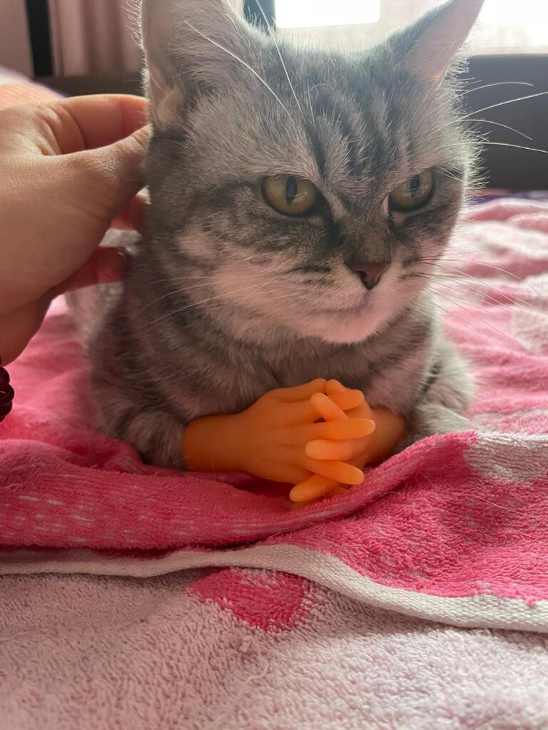 *никто обсолютно не кто*моя кошка в 3 часа ночи:
кот по квартире мчится то к миске то к лотку всё поймать стремится НИ-Т