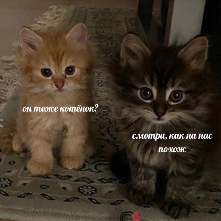 Мем без подписи